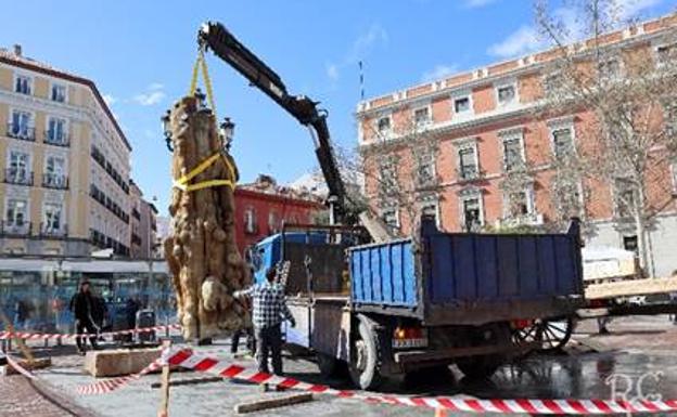 El pino silvestre de Pinares llega a Madrid con reivindicaciones y 350 años