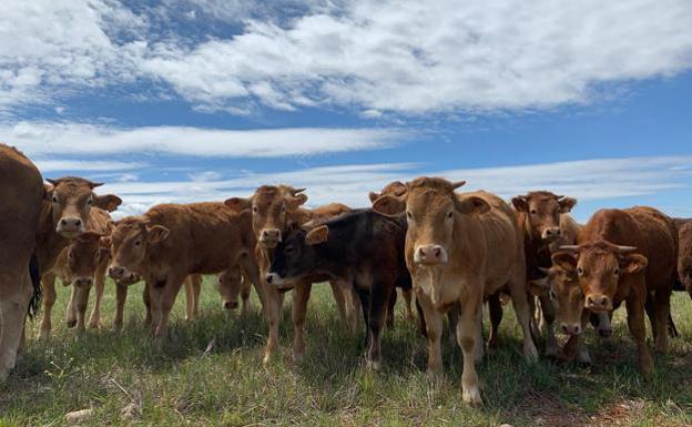 Los ganaderos de Castilla y León con incumplimientos recuperan temporalmente las autoguías para poder trasladar a sus animales