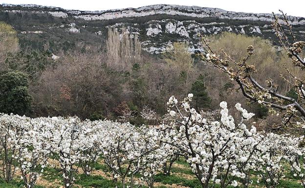 La floración de los cerezos de las Caderechas estallará en breves sin público