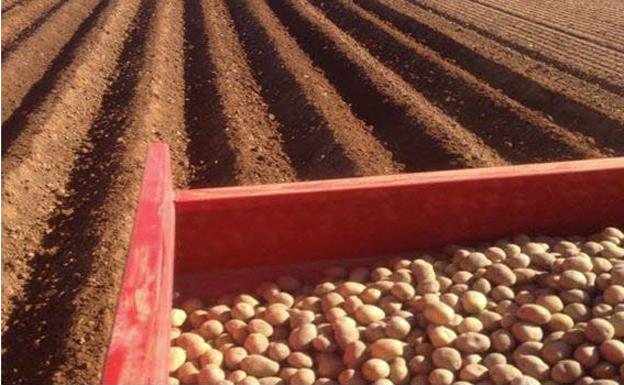 Cultivadores de patata de Burgos piden apoyo para vender en supermercados