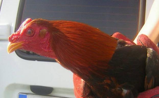 Multan a 32 personas en una pelea de gallos en Málaga durante el confinamiento