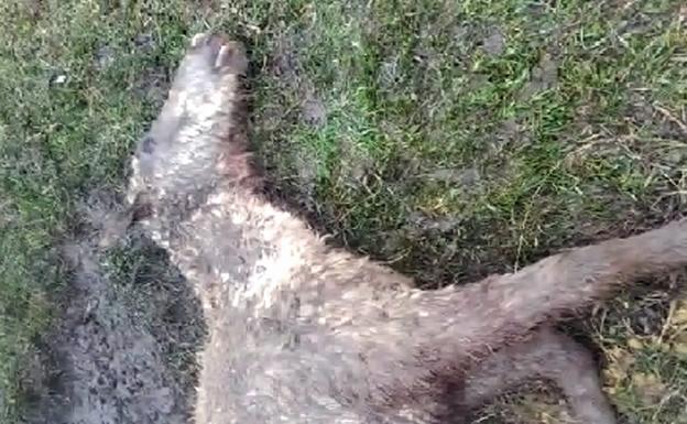 Los lobos devoran 11 animales de una granja de Espinosa de los Monteros este verano