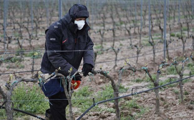 La escasez de mano de obra dificulta la poda del viñedo