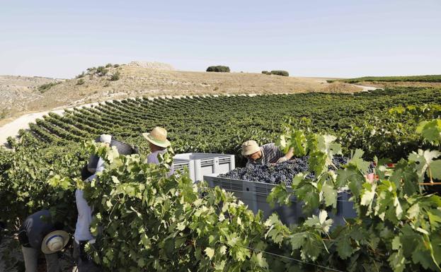 La poda en verde de la Ribera del Duero precisa unos 1.000 temporeros