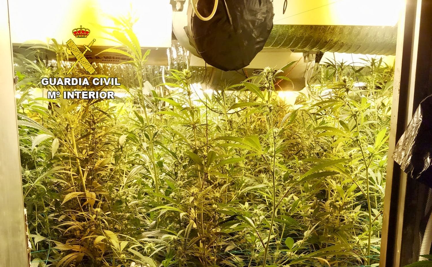 Descubren una plantación de marihuana por un fuego descontrolado de rastrojos