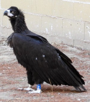 El 'Cid' de la Sierra de la Demanda regresa de su aventura africana a tierras españolas