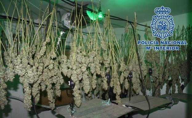 Saca el cadáver de su madre a la calle en Granada para ocultar su invernadero de marihuana