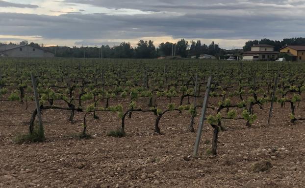 Ribera plantea a los viticultores una reducción del cupo por hectárea