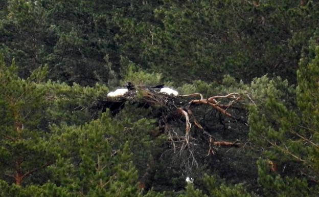 Nacen dos pollos de buitre negro en Huerta de Arriba tras medio siglo sin criar en la Sierra de la Demanda