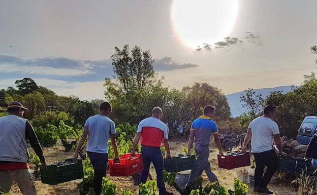 La Junta considera «insuficientes y negativas» las medidas del Gobierno para el sector del vino