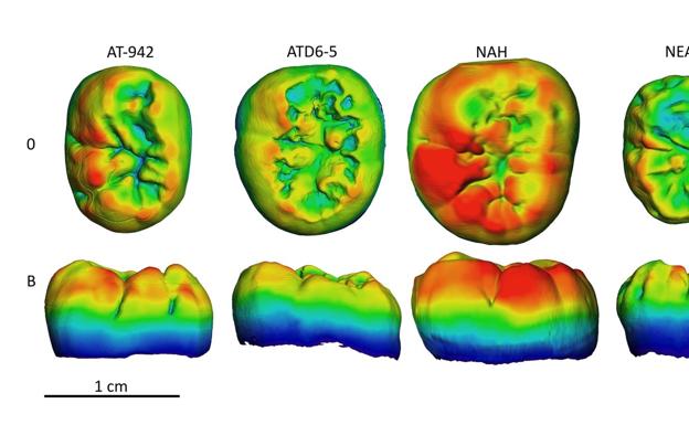 Los molares de Sima de los Huesos comparten características del tejido dental con Homo antecessor y neandertales