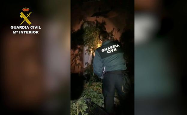 Desmantelada una plantación 'indoor' con 1.394 plantas de marihuana tras el incendio de una vivienda en Las Merindades