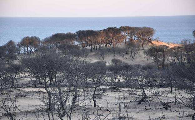 WWF alerta de los «devastadores efectos» de los grandes incendios forestales en España