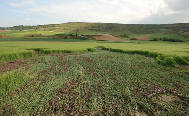 Las indemnizaciones al campo burgalés en el primer semestre superan los cuatro millones de euros