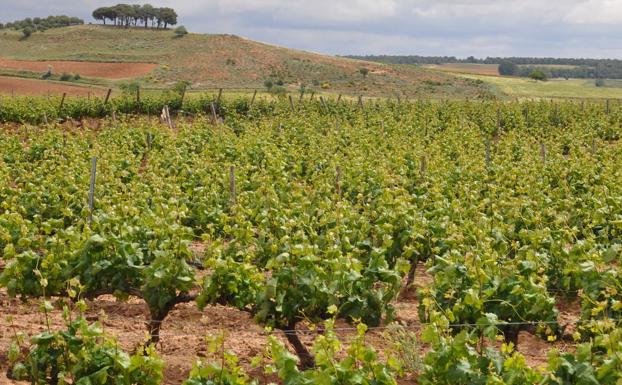 La cosecha 2019 de la DO Ribera del Duero, calificada como Excelente