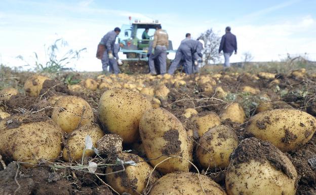 Comienza la recogida de patata con precios de entre 0,10 y 0,35 euros, según la variedad