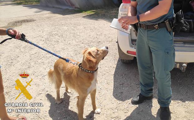 La Guardia Civil realiza 398 intervenciones por conductas delictivas en la tenencia de perros en lo que va de año en la provincia