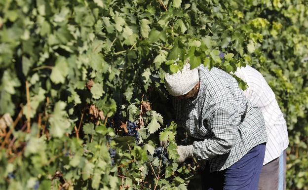 El Gobierno pide habilitar «alojamientos dignos» para los temporeros