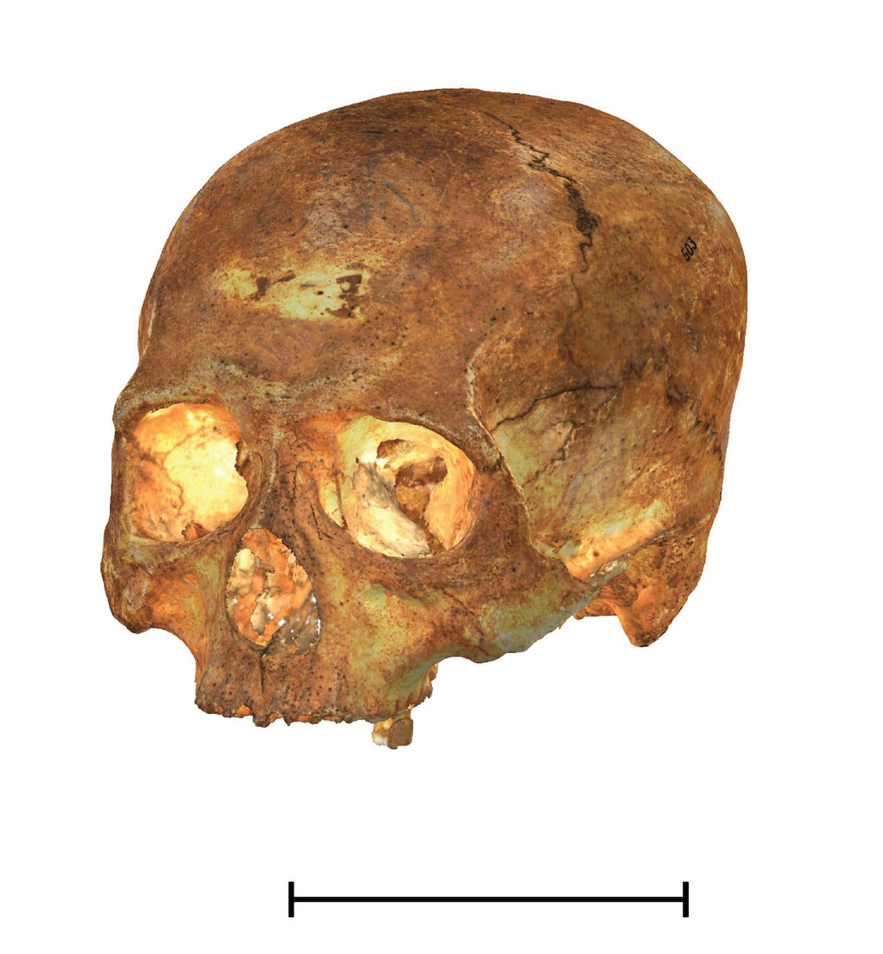 Un experto del Cenieh colabora en la reconstrucción en 3D de 13 cráneos humanos precolombinos del Museo Antropológico Montané de Cuba