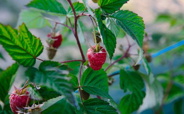 Los agricultores ultiman una cosecha buena pero irregular y de baja rentabilidad