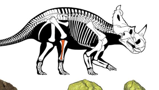 Los dinosaurios también morían de cáncer