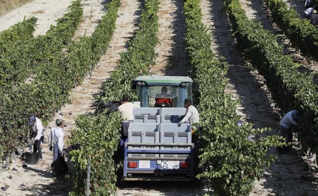 Las DO de Castilla y León prevén «buena calidad» de uva en un año «atípico» por la incertidumbre de la covid-19