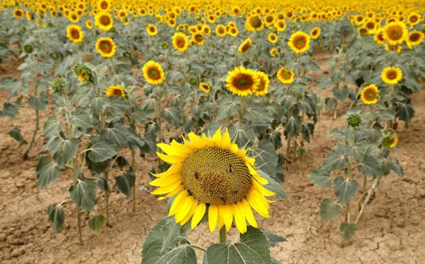 La Política Agraria Común, pendiente de la letra pequeña tanto en cifras como en aplicación