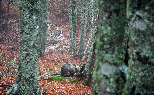 Castilla y León, Asturias, Cantabria y Galicia abordan el primer censo genético nacional de oso pardo