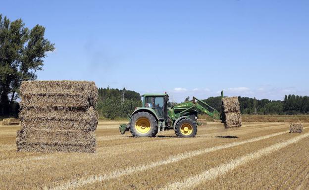 El campo burgalés cierra la cosecha del cereal con una media de 4.000 kilos por hectárea y resultados irregulares