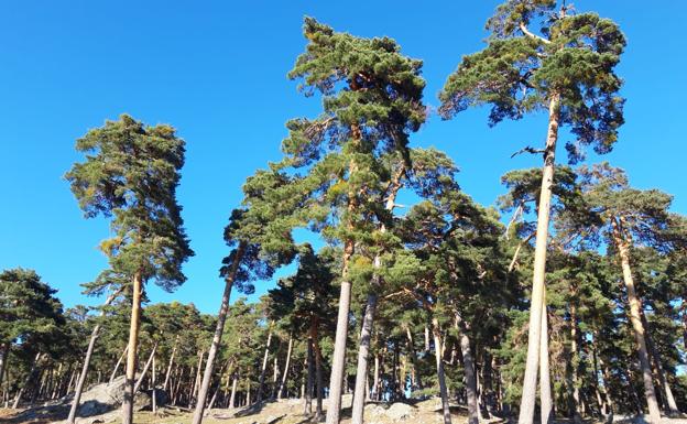 Apuestan por convertir la suerte de pinos en un proyecto de selvicultura ante el riesgo de desaparición