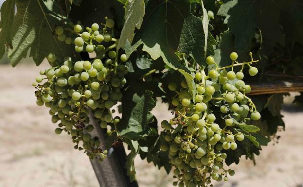 Ribera del Duero, la Denominación de Origen con más vinos valorados con la máxima puntuación en la Guía Peñín 2021