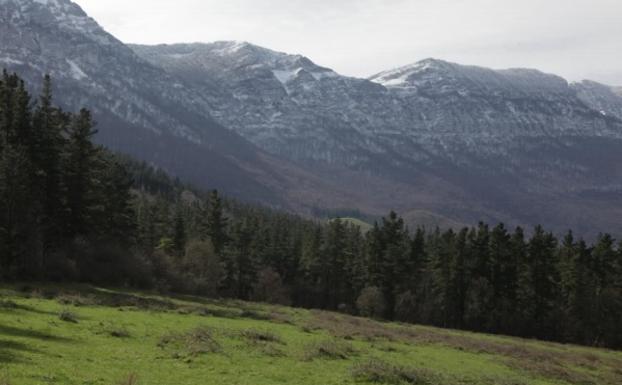 Con 317.000 hectáreas Burgos es la segunda provincia de Castilla y León con más superficie de Montes de Utilidad Pública