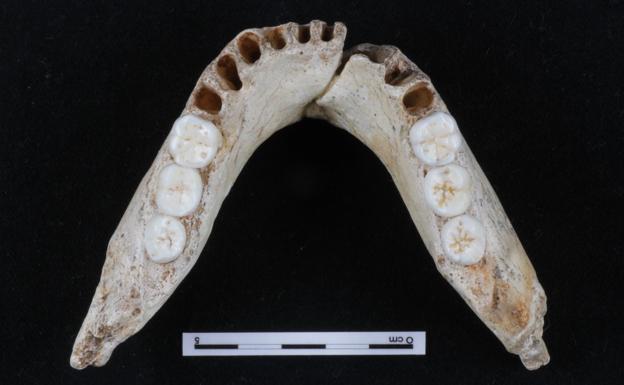 Nuevo estudio del Cenieh sobre la regulación del tamaño de los molares en homínidos