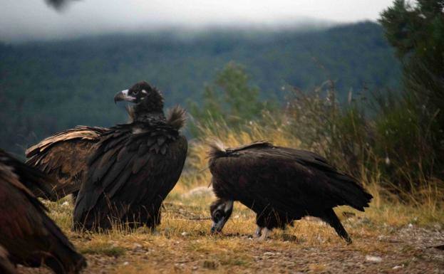 Castilla y León y La Rioja marcan con GPS a buitres negros en Huerta de Arriba