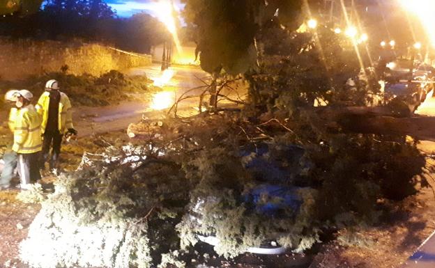 Balsas de agua y caídas de árboles, las consecuencias de las tormentas en Burgos