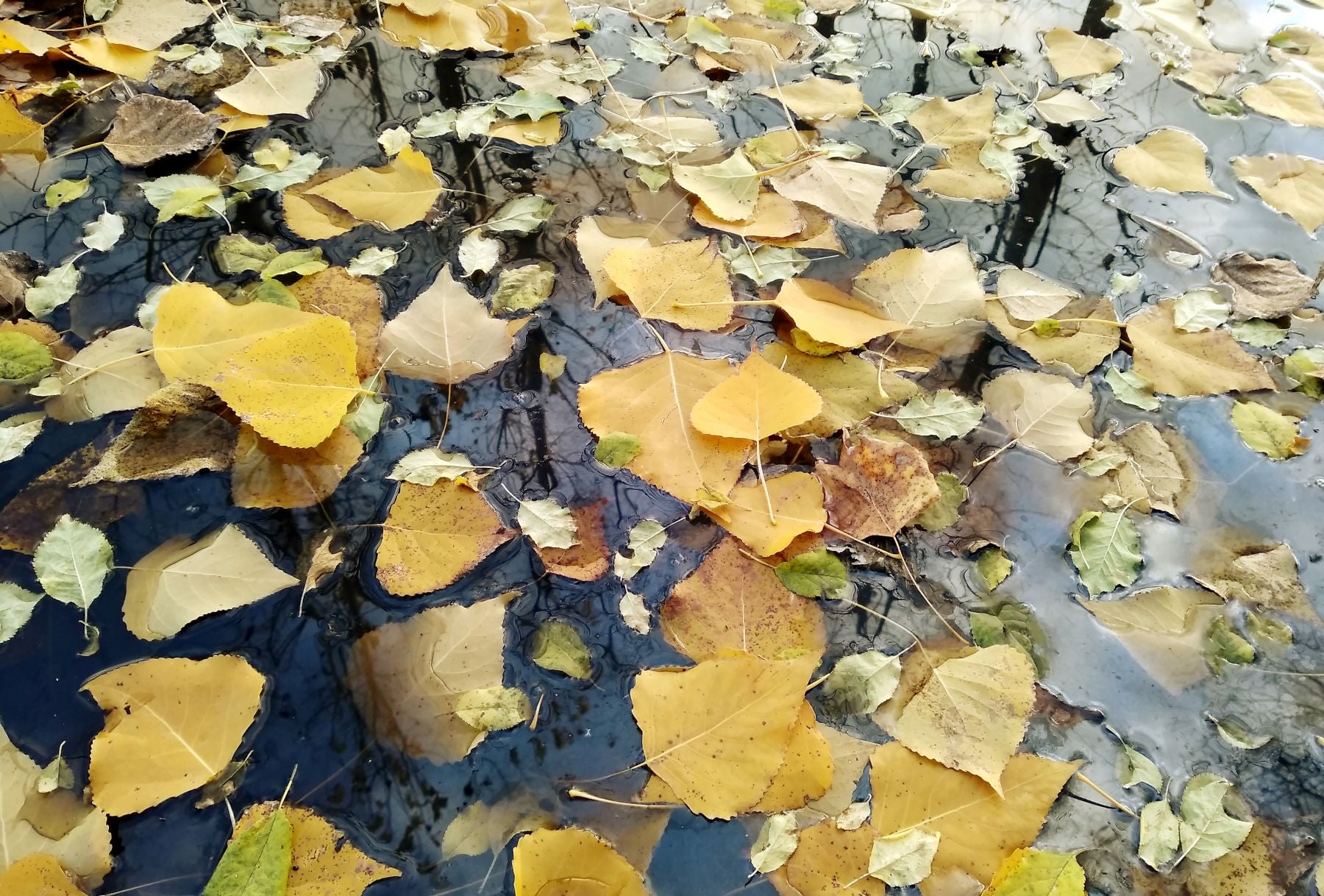 El otoño llegará el martes a las 15.31 horas