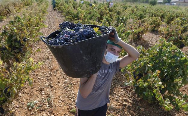 Las lluvias retrasan la vendimia y preocupa el riesgo de botrytis