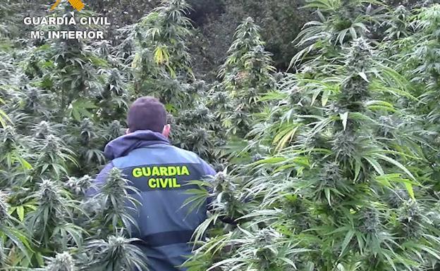 La Policía Nacional se incauta en Miranda de 480 kilos de marihuana en dos plantaciones