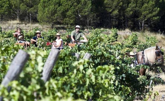 La Ruta del Vino Ribera del Duero registra 24 nuevas peticiones de adhesión en 2020