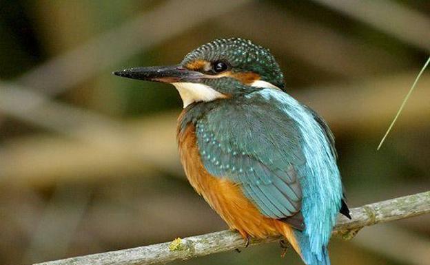 Las aves, centinelas del medio ambiente en Burgos