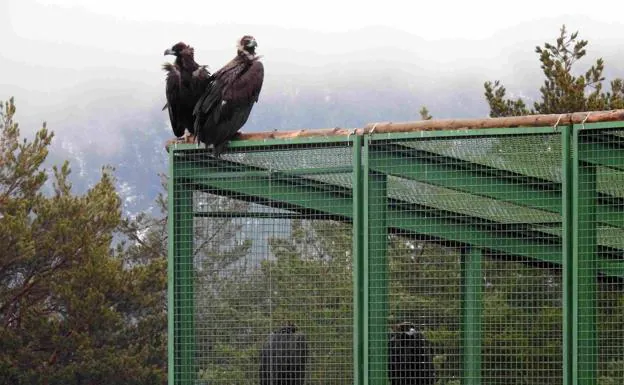Grefa liberará 13 buitres negros con motivo del Día de las Aves
