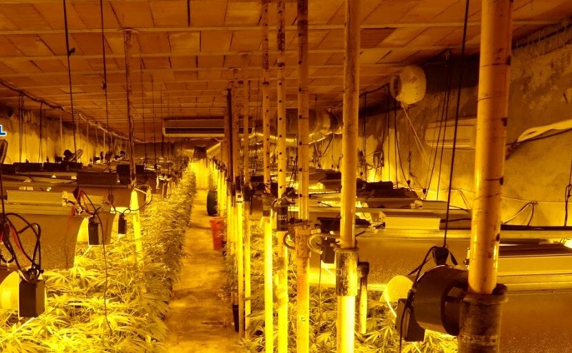 Desmantelada la mayor plantación subterránea de marihuana en España