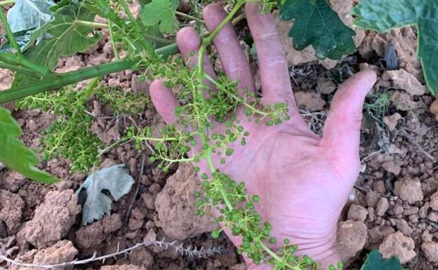 Burgos recibe 360.000 euros por las indemnizaciones de uva de vino, la segunda provincia con mayor afectación de Castilla y León