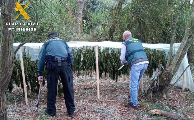 La Guardia Civil desmantela una plantación de marihuana al aire libre en La Bureba