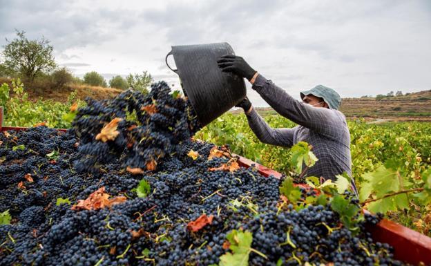 La Ribera del Duero cierra la tercera mayor cosecha de su historia, con más de 123 millones de kilos de uva recogida