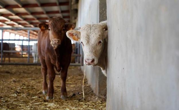 Agricultura abona 42,6 millones a casi 10.000 explotaciones de vacuno, el 70% de las ayudas asociadas