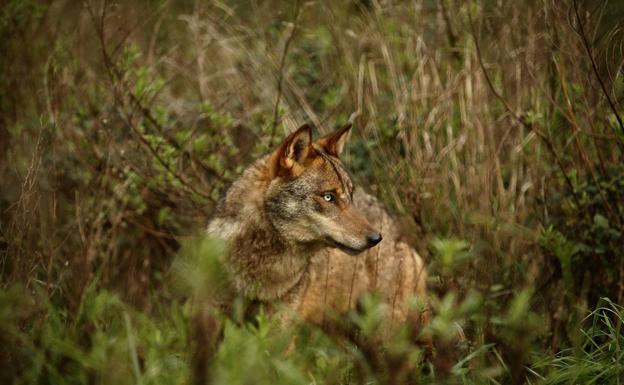 Las autonomías con más lobos, contrarias a su sobreprotección