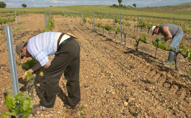 El campo burgalés se juega unos seis millones de euros anuales en las elecciones de EE.UU.