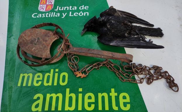 Denunciado por colocar un cepo metálico en Espinosa de los Monteros