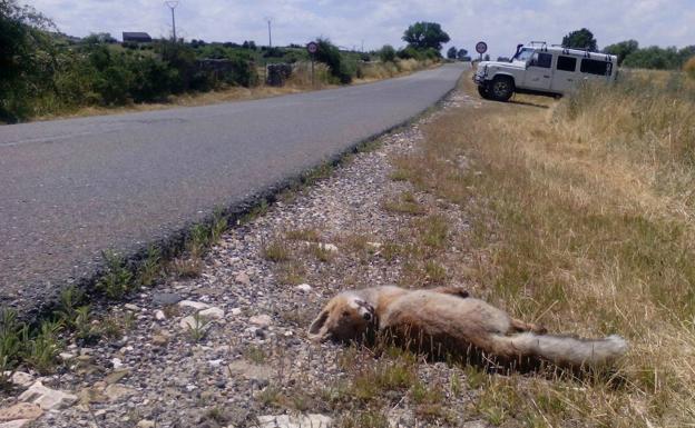 Burgos, con 2.348 accidentes, a la cabeza en siniestros provocados por fauna silvestre